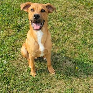 A happy brown dog with a white chest sitting on grass.