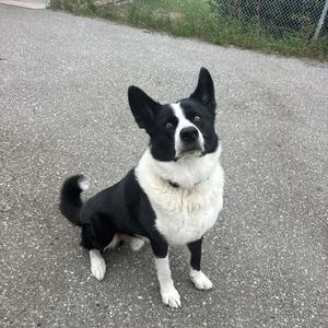 A black and white dog sitting on a paved surface, looking up with its ears perked up.