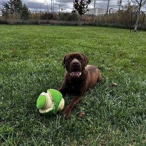 A brown dog lying on a grassy field with a green and white tennis ball.