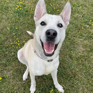 Ranger, Husky / German Shepherd Dog, adult, available for adoption