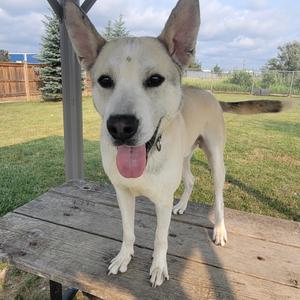 A white dog with black eyes and a black nose is standing on a wooden table. The dog has its tongue out and is looking at the camera. The background shows a grassy area with a fence and some trees.