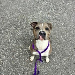 A brown and white dog wearing a purple harness, sitting on a paved surface and looking up at the camera with its tongue out.