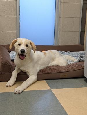 Miso, Border Collie / Yellow Labrador Retriever, puppy, available for adoption