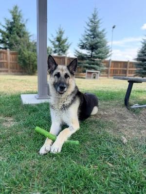 Calla, German Shepherd Dog, adult, available for adoption