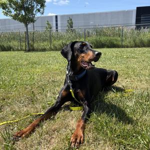 Luna, Doberman Pinscher, adult, available for adoption
