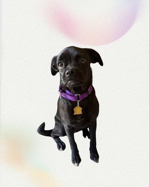 A black dog wearing a purple collar with a gold tag, sitting against a white background with a pink and yellow gradient in the upper right corner.