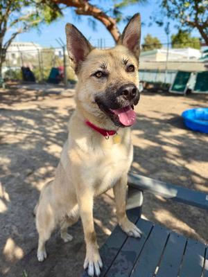 Levi, young, available for adoption