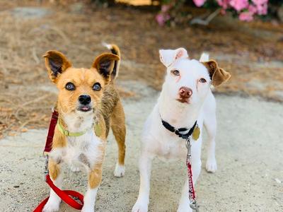 Kirby and Wayne, Terrier, senior, available for adoption