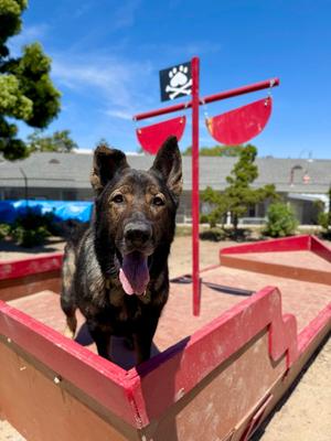 Zion, German Shepherd Dog, adult, available for adoption