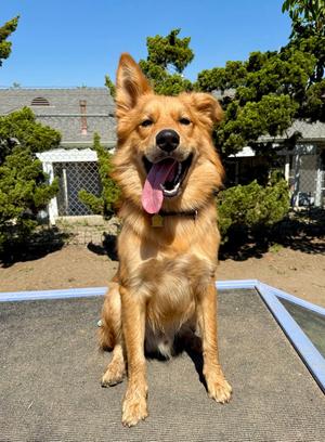 River, Retriever / Husky, young, available for adoption