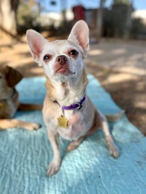 Edie, Chihuahua, senior, available for adoption