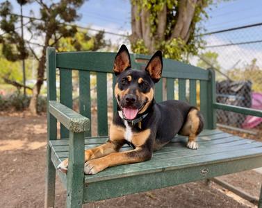Felix, young, available for adoption
