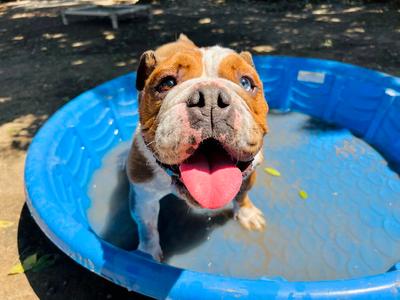 Athena, Bulldog, adult, available for adoption