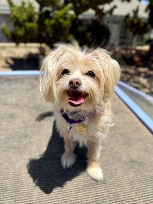 Jellybean, Terrier, senior, available for adoption