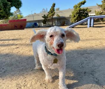 Corky, Poodle (Miniature), senior, available for adoption