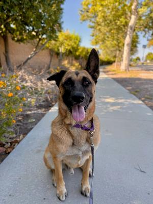 Gunther, German Shepherd Dog, adult, available for adoption