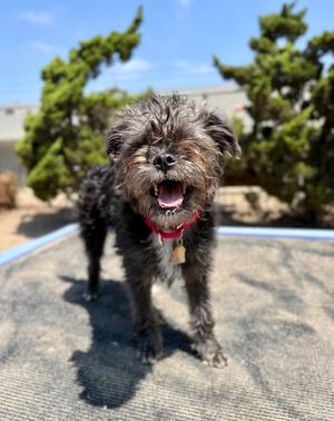 Skye, Terrier, young, available for adoption