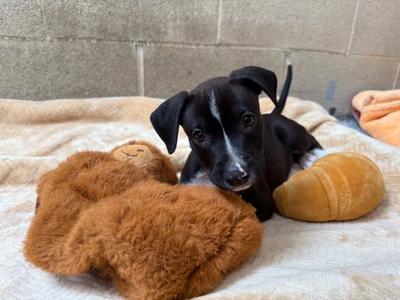 Mack, Staffordshire Bull Terrier, puppy, available for adoption
