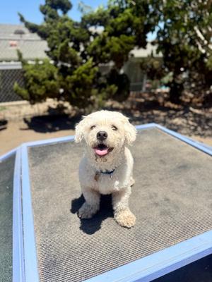Milo, Poodle (unknown type), adult, available for adoption