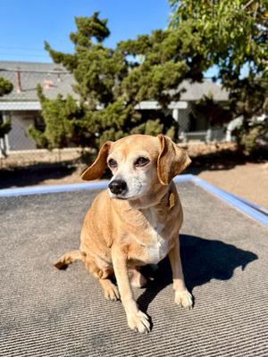 Ollie, Beagle / Chihuahua, senior, available for adoption