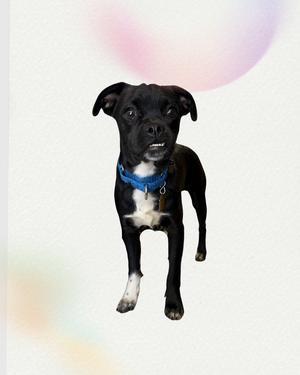 A black dog with white paws and a blue collar standing against a white background with a pink and purple gradient in the upper right corner.