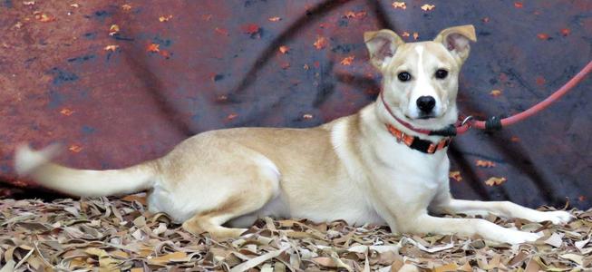 A light-colored dog with a red collar and leash lying on a bed of dried leaves.