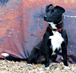 Diego, Border Collie / Labrador Retriever, adult, available for adoption