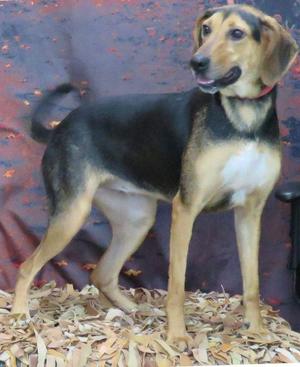 a black and tan dog standing on a bed of leaves