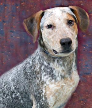 A spotted dog with a gray and white coat, standing against a textured red background.