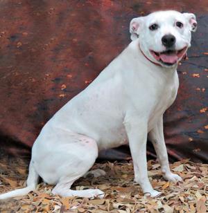 Luna, Pit Bull Terrier, adult, available for adoption