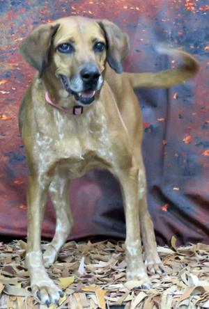 A brown dog with a pink collar standing on a bed of leaves, with a red and orange background.