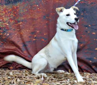 Conner, Labrador Retriever / Husky, young, available for adoption