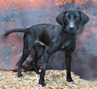 A black dog standing on a bed of wood chips with a fiery background.