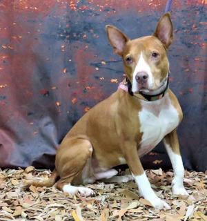 A brown and white dog sitting on a bed of leaves with a dark, textured background.