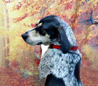 Foghorn, Bluetick Coonhound, adult, available for adoption