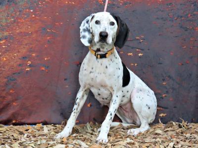 A Dalmatian dog sitting on a bed of leaves in front of a rust-colored background.