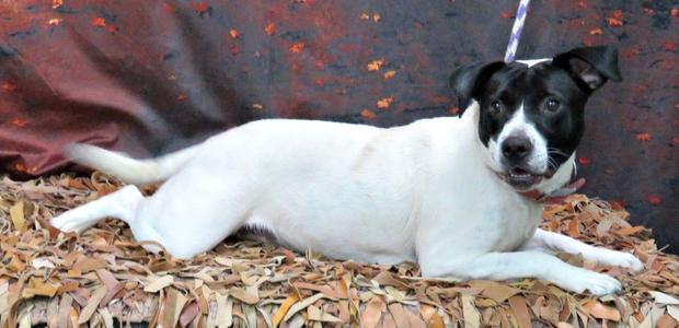 Rosa, Pit Bull Terrier, adult, available for adoption