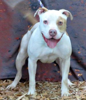 Bones, Pit Bull Terrier, adult, available for adoption