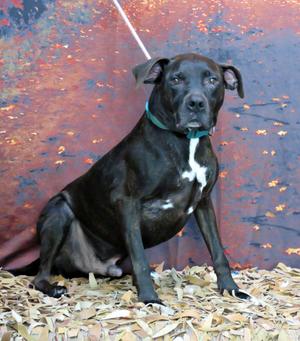Jack, Pit Bull Terrier, adult, available for adoption