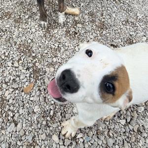 A white dog with brown markings on its face and a pink tongue hanging out, looking up at the camera.