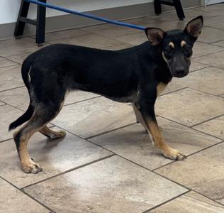 Kara, Mix, young, available for adoption