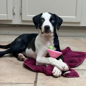 A black and white puppy with blue eyes lying on a red towel, holding a pink toy in its mouth.