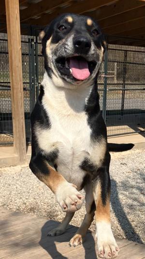 Dufus, Mix, adult, available for adoption
