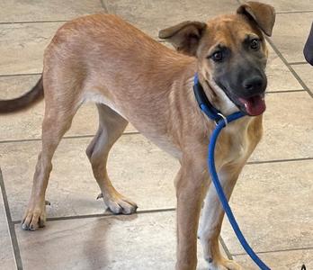 A brown and black dog wearing a blue collar and leash, standing on a tiled floor.