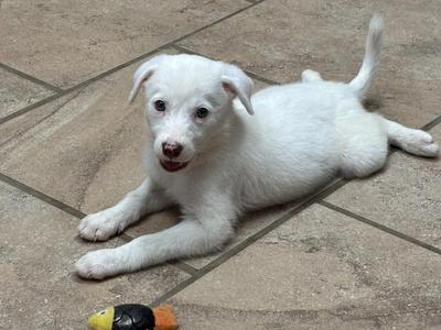 white puppy lying on tiled floor