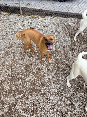 A brown dog with its mouth open and tongue out stands in a gravelly area, with a white dog partially visible to its right.