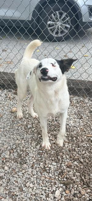 A white dog with black patches, one over its left ear and some spots on its face and body, stands on a gravelly surface, looking at the camera with its mouth open and teeth showing. The dog appears to have a condition affecting its eyes.