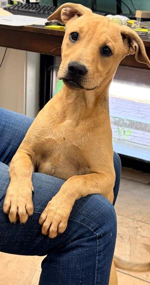 Brit, Mix, young, available for adoption
