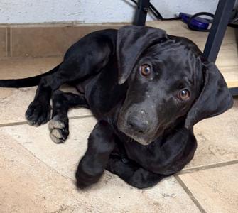 Koda, Mix, young, available for adoption