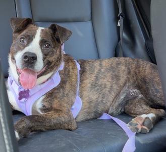 A brown and white dog with a purple harness lying on a car seat, sticking out its tongue.